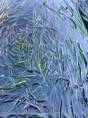 Phyllospadix scouleri