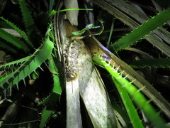 Heliconisa pagenstecheri
