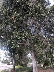 Quercus agrifolia