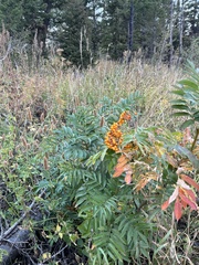 Sorbus scopulina