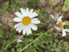 Leucanthemum