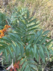 Sorbus scopulina