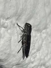 Melanophila consputa