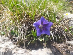 Gentiana clusii