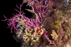 Alcyonium coralloides