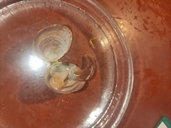 Serripes groenlandicus