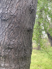 Quillaja