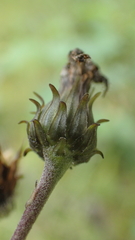 Hieracium umbellatum