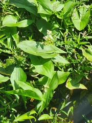 Sagittaria brevirostra