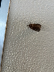 Xestia xanthographa