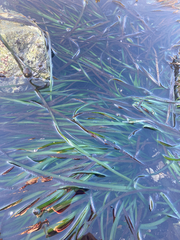 Phyllospadix scouleri