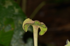 Dorstenia