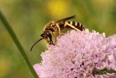 Halictus scabiosae