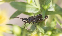 Rhynocoris erythropus