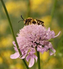 Halictus scabiosae