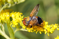 Phasia aurigera