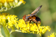 Phasia aurigera