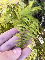 Thelypteris palustris