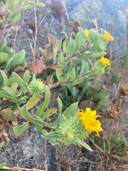 Grindelia stricta