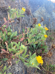 Grindelia stricta