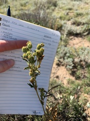 Potentilla hippiana