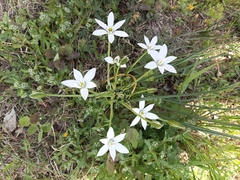Ornithogalum
