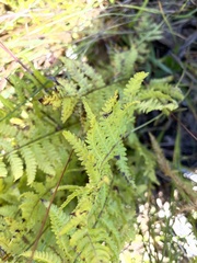 Thelypteris palustris