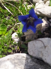 Gentiana clusii