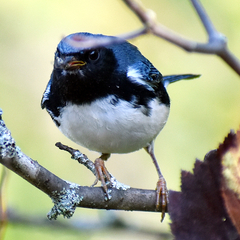 Setophaga caerulescens