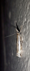 Crambus leachellus