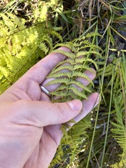 Thelypteris palustris