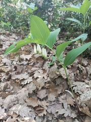 Polygonatum