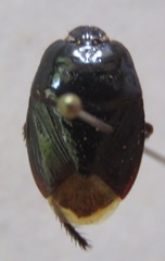 Cydnidae