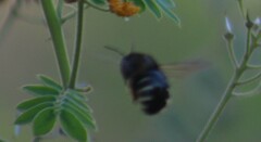 Xylocopa tabaniformis parkinsoniae