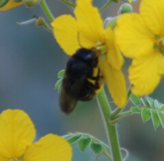 Xylocopa tabaniformis parkinsoniae