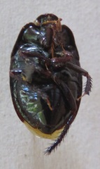 Cydnidae