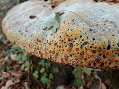 Pseudoinonotus dryadeus