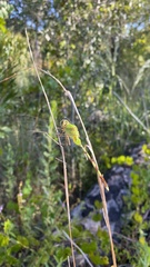 Erythemis vesiculosa