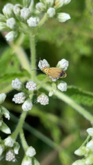 Ophraella communa
