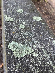 Flavopunctelia flaventior