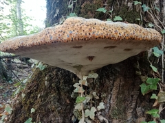 Pseudoinonotus dryadeus