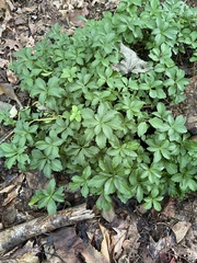 Pachysandra terminalis
