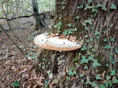 Pseudoinonotus dryadeus