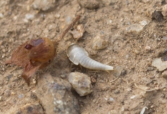 Lepismatidae