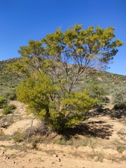 Dodonaea viscosa