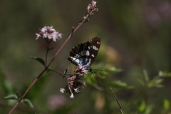 Limenitis reducta