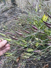 Raphanus sativus