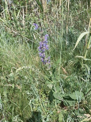 Salvia pratensis