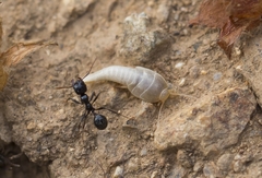 Lepismatidae