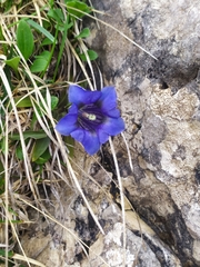 Gentiana clusii